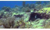 Скриншот к фильму «Багамские острова 3D: Таинственные пещеры и затонувшие корабли»