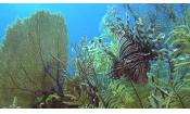 Скриншот к фильму «Багамские острова 3D: Таинственные пещеры и затонувшие корабли»