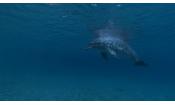 Скриншот к фильму «Дельфины в глубоком голубом океане»