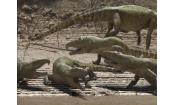 Скриншот к фильму «BBC: Прогулки с монстрами. Жизнь до динозавров»