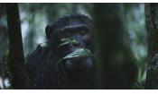 Скриншот к фильму «Шимпанзе»