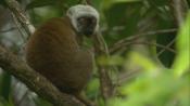 Скриншот к фильму «BBC: Мадагаскар: Земля, где эволюция шла своим путём»