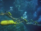 Скриншот к фильму «Подводная Одиссея команды Жака Кусто: Мир тишины»