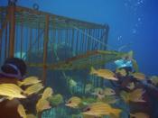 Скриншот к фильму «Подводная Одиссея команды Жака Кусто: Мир тишины»