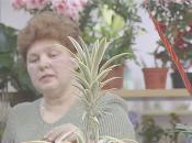 Скриншот к фильму «Комнатные растения. Покупка, посадка и уход»
