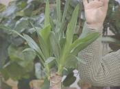 Скриншот к фильму «Комнатные растения. Покупка, посадка и уход»