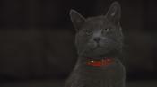 Скриншот к фильму «Кошки против собак: Месть Китти Галор»