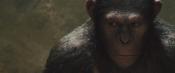 Скриншот к фильму «Восстание планеты обезьян»