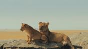 Скриншот к фильму «Национальный парк Серенгети»