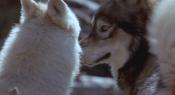 Скриншот к фильму «Белый клык 2: Легенда о белом волке»