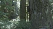 Скриншот к фильму «Живые Пейзажи: Калифорнийские секвойи»