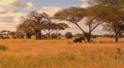 Скриншот к фильму «Живые Пейзажи: Дикая Африка»