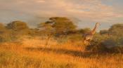 Скриншот к фильму «Живые Пейзажи: Дикая Африка»